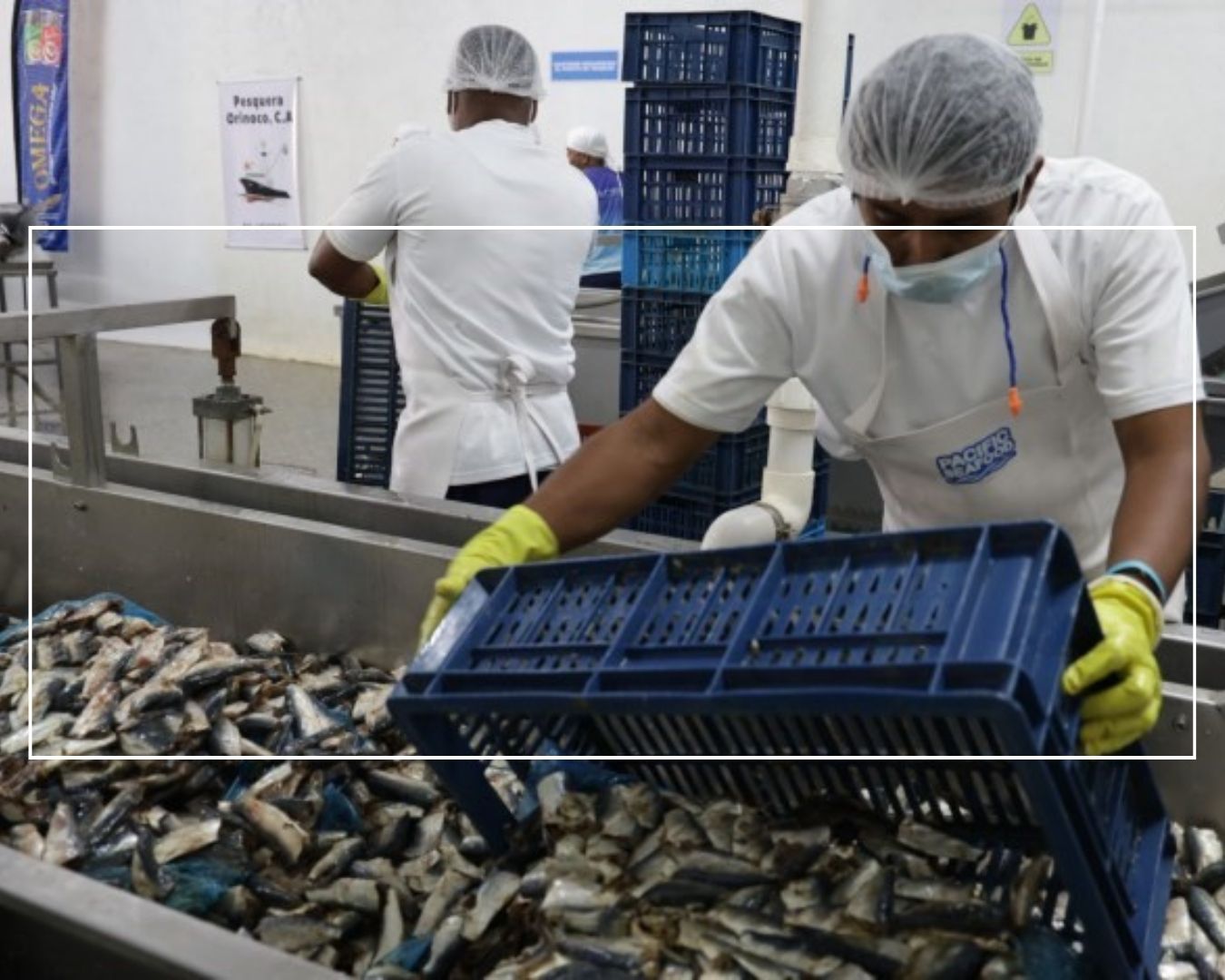 Planta procesadora de productos pesqueros fortalece motor productivo en Sucre